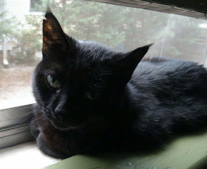 Goethe, The Literary Outpost cat-thanks to Sheila Brownlow for the image!