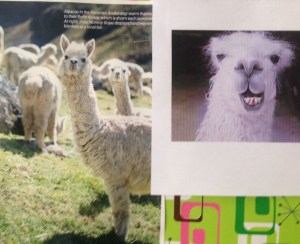 llamas