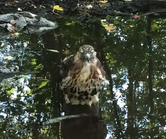 Red tail hawk